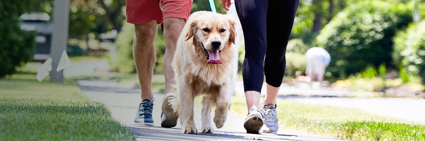 DogWatch of Northeast Iowa, Peosta, Iowa | SideWalker Leash Trainer Slider Image